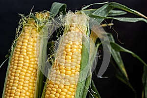 Yellow sweet raw corn in a wooden box on a black background close-up