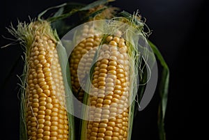 Yellow sweet raw corn in a wooden box on a black background close-up