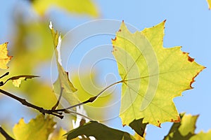 Yellow sycamore leaves on blue sky background