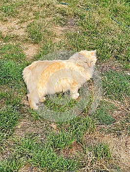 Yellow tabby America bobtail Manx cat