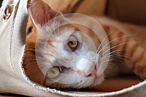 Yellow tabby cat in brown tent