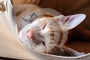 Yellow tabby cat in brown tent