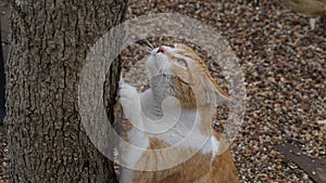 A yellow tabby cat clawing on a tree.