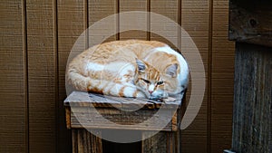 A yellow tabby cat curled up on wooden stool.