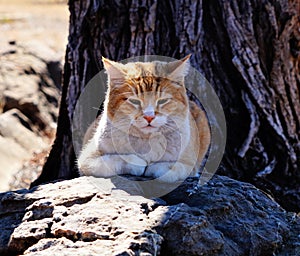 A yellow tabby cat laying on a rock in the sunshine.