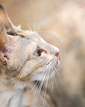 Yellow Tabby Cat Lick Her Mouth or Nose