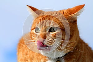 Yellow Tabby Cat Licking