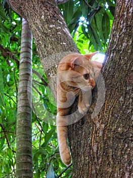 Yellow tabby cat, perched on a tree photo
