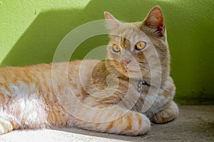 Yellow Tabby Cat Relax On The Floor.