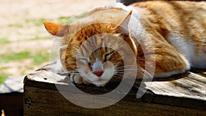 A yellow tabby cat sleeping on a bench.