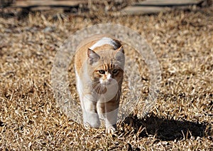 A yellow tabby cat walking in the grass.