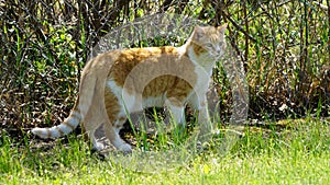 A yellow tabby cat walking in the tall grass.