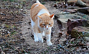 A yellow tabby cat walking up a dirt pathway.