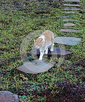 A yellow tabby cat walking up a flagstone path.