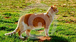 A yellow tabby cat watching something