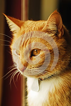 Yellow tabby cat in window