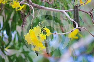 The yellow Tabebuia aurea flowers that bloom in spring look very beautiful