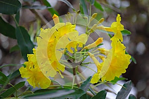 The yellow Tabebuia aurea flowers that bloom in spring look very beautiful