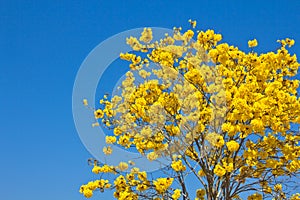 Yellow tabebuia flower