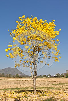 Yellow tabebuia flower