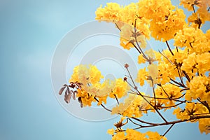 Yellow tabebuia flower blossom