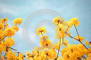 Yellow tabebuia flower blossom