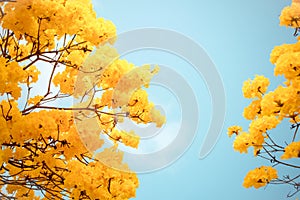 Yellow tabebuia flower blossom