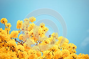 Yellow tabebuia flower blossom