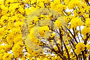 Yellow tabebuia flower blossom on white background