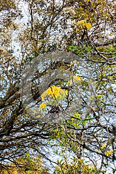 Yellow tabebuia flowers blossom