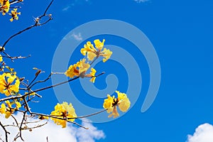 Yellow tabebuia flowers blossom