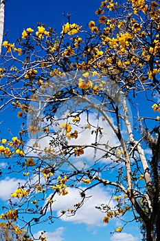 Yellow tabebuia flowers blossom