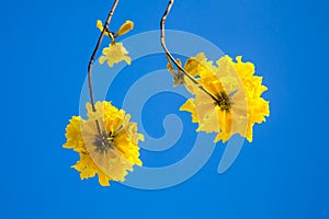 Yellow tabebuia flowers blossom on the blue sky background