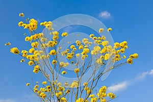 Yellow tabebuia flowers blossom on the blue sky background