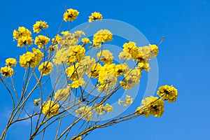 Yellow tabebuia flowers blossom on the blue sky background