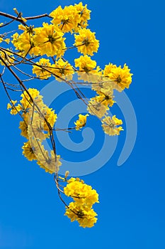 Yellow tabebuia flowers blossom on the blue sky background photo