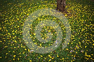 Yellow tabebuia flowers splattered on the green grass in the park