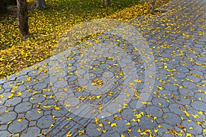 Yellow Tabebuia on the ground