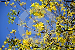 Yellow tabebuia (roble) background focus in center photo