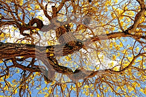 Yellow tabebuia tree in full bloom