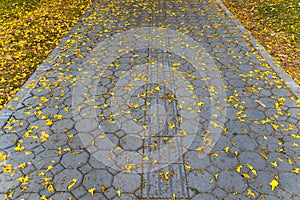 Yellow Tabebuia on the walkway