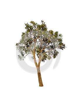 Yellow Tabebuya tree Isolated on white background photo