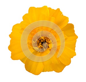 Yellow tagete flower photo