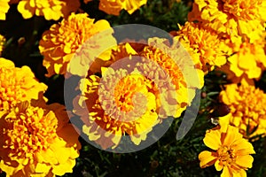 Yellow tagetes