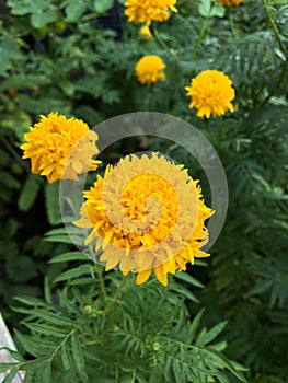 Yellow tagetes erecta flower