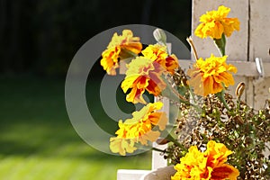 Yellow Tagetes Flowers photo