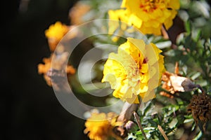 Yellow Tagetes Flowers