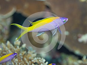 Yellow tail Anthias photo