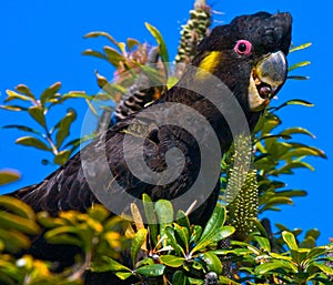 Yellow tail black cockatoo