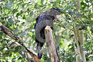 Yellow tail black cockatoo, Australia